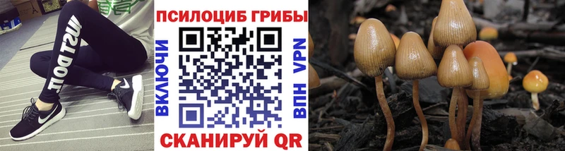 kraken зеркало  Гвардейск  Псилоцибиновые грибы Cubensis  что такое наркотик 